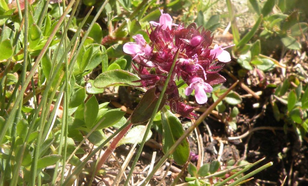 Un Thymus sul Cermis