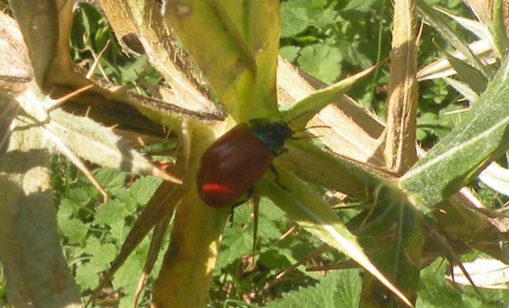 PN del Pollino: forse Chrysolina grossa? S.