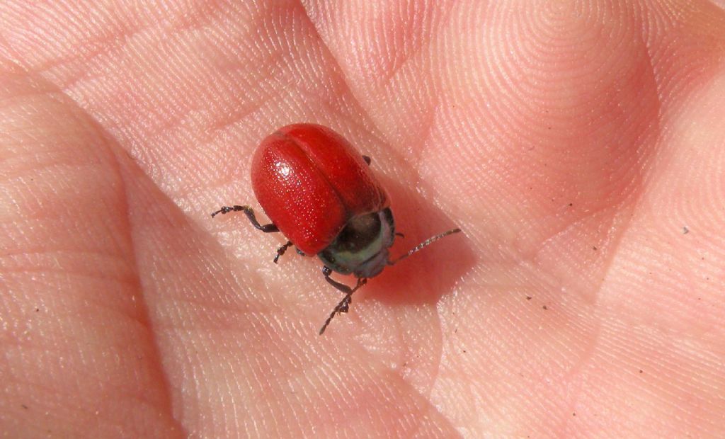 PN del Pollino: forse Chrysolina grossa? S.