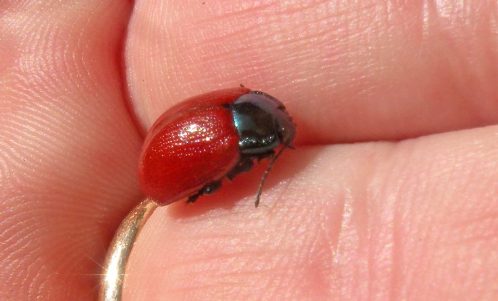 PN del Pollino: forse Chrysolina grossa? S.