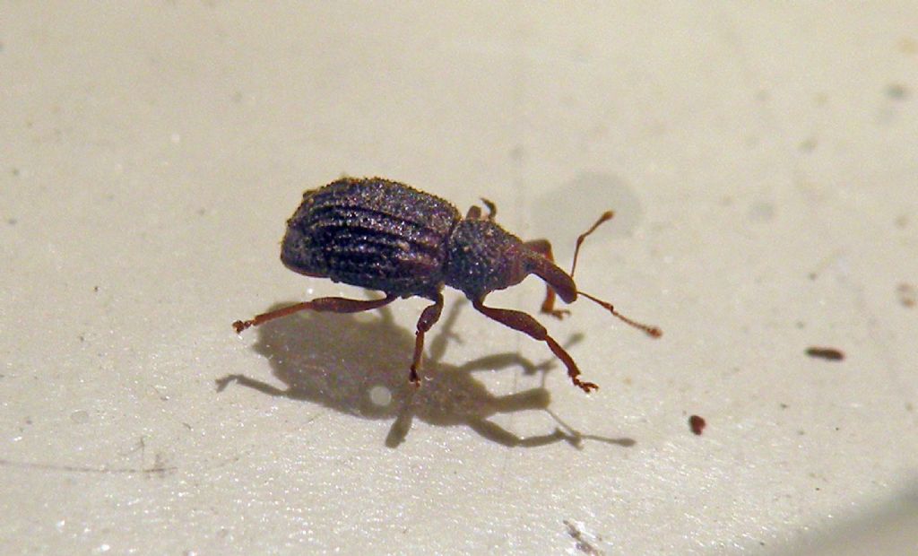 Curculionide nella lettiera di bosco di faggi: Aparopion chevrolati