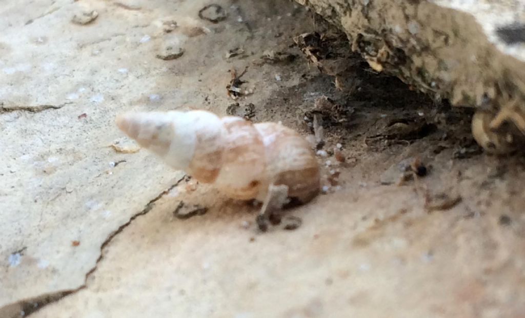 Clausiliidae?