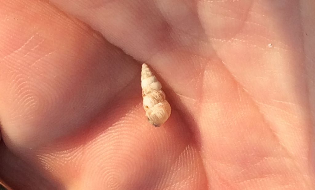 Clausiliidae?
