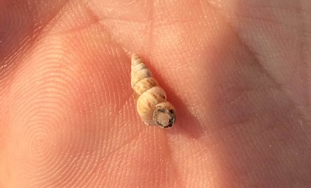 Clausiliidae?
