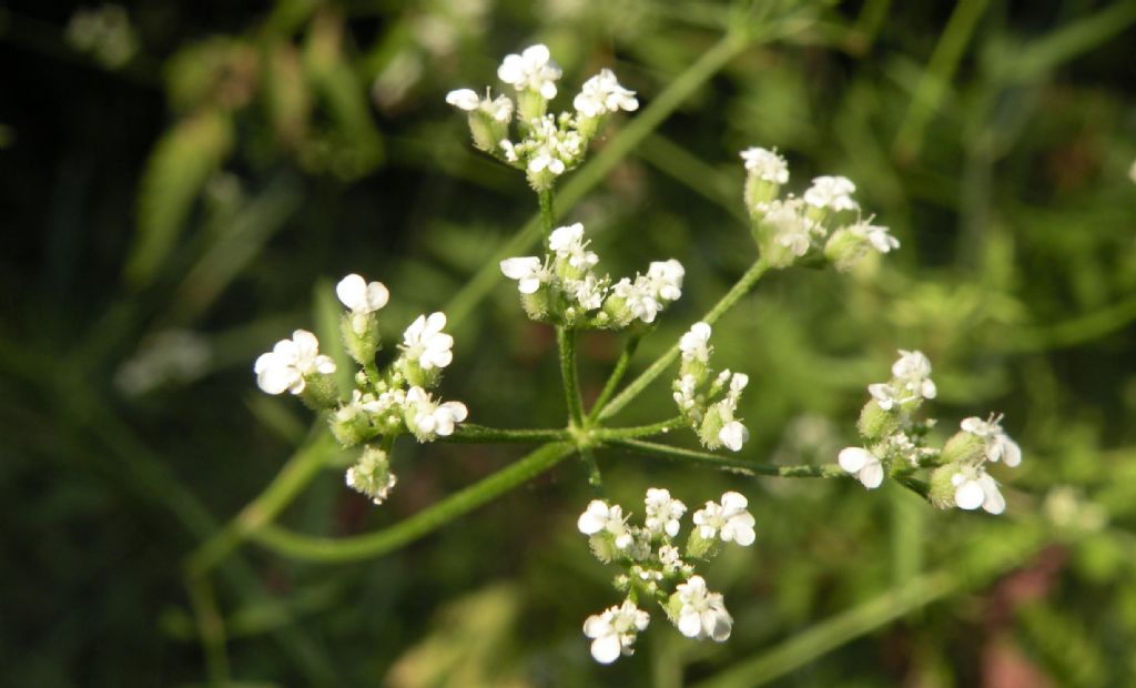 Torilis arvensis: sar lei?