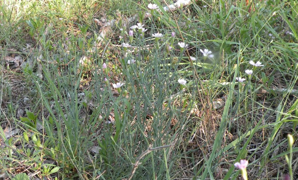 Linum tenuifolium?