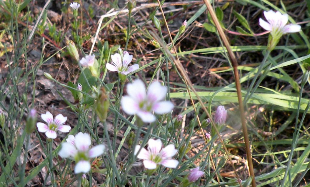 Linum tenuifolium?