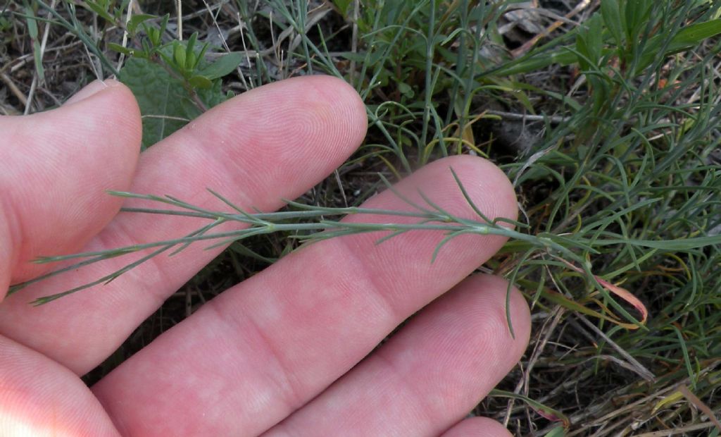 Linum tenuifolium?