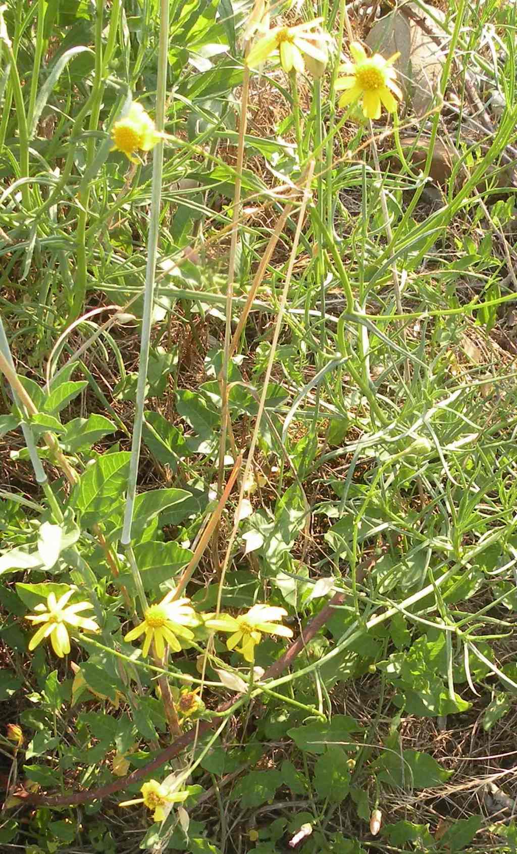 Senecio inaequidens?  S !