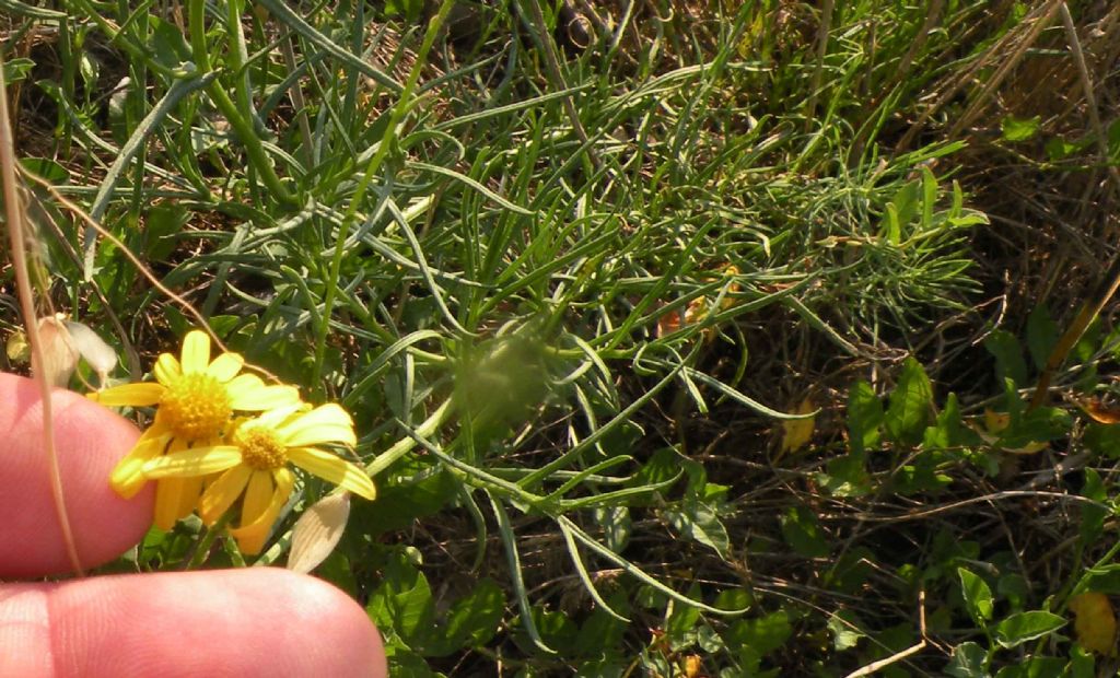 Senecio inaequidens?  S !