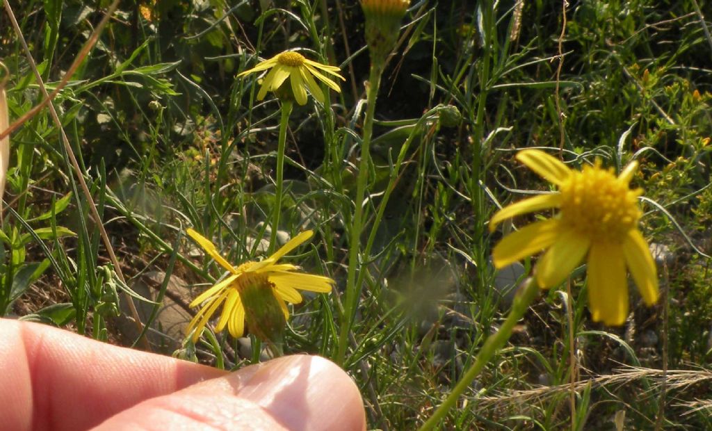 Senecio inaequidens?  S !