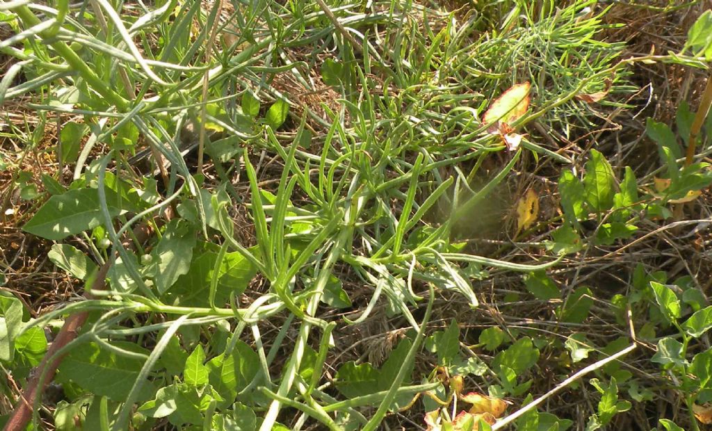 Senecio inaequidens?  S !