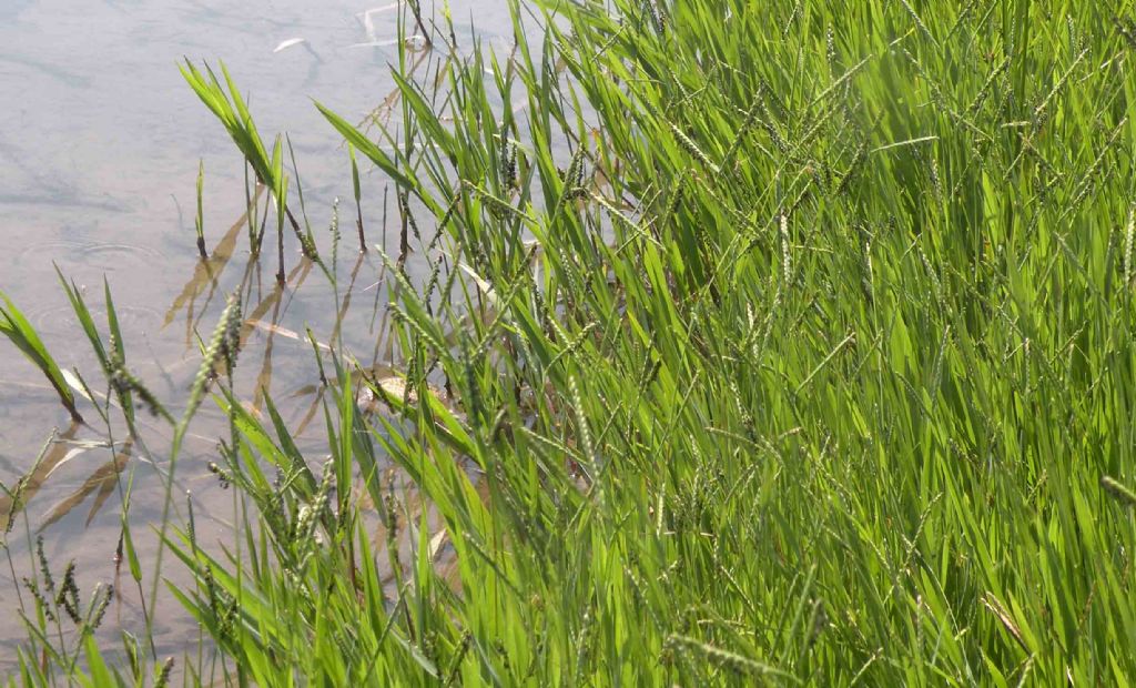 Paspalum paspaloides ?   S !