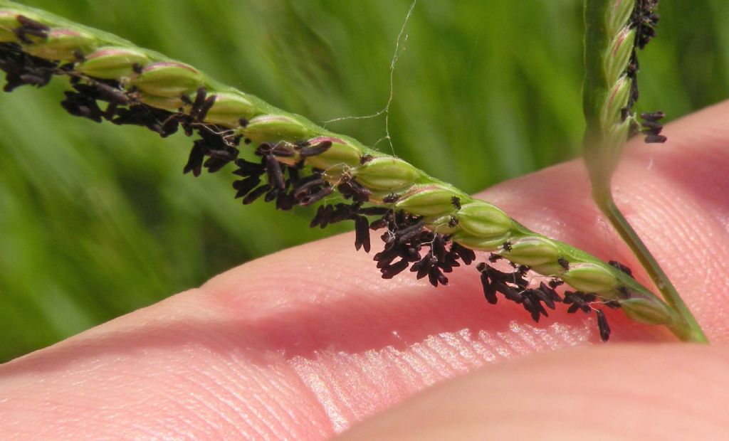 Paspalum paspaloides ?   S !