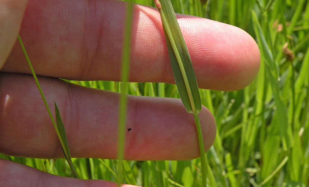 Paspalum paspaloides ?   S !