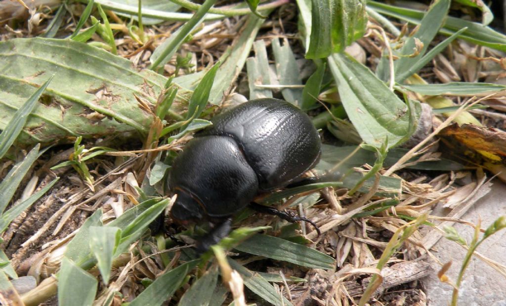 Dynastidae: Pentodon bidens punctatum