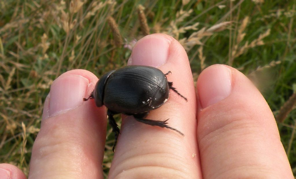 Dynastidae: Pentodon bidens punctatum