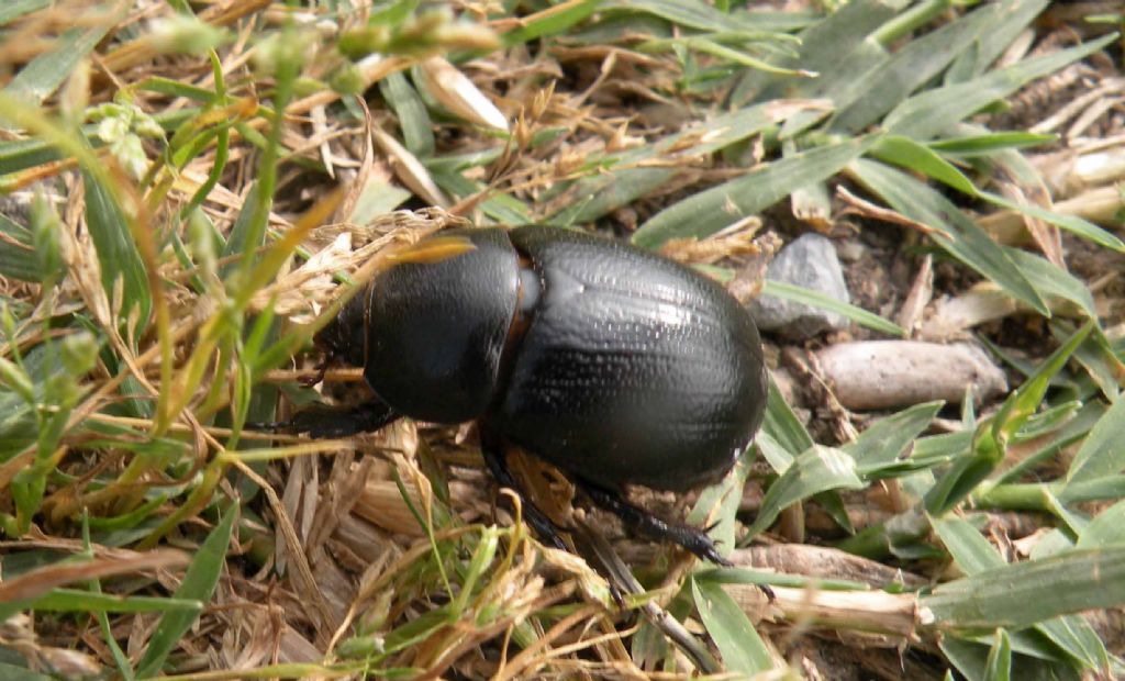 Dynastidae: Pentodon bidens punctatum