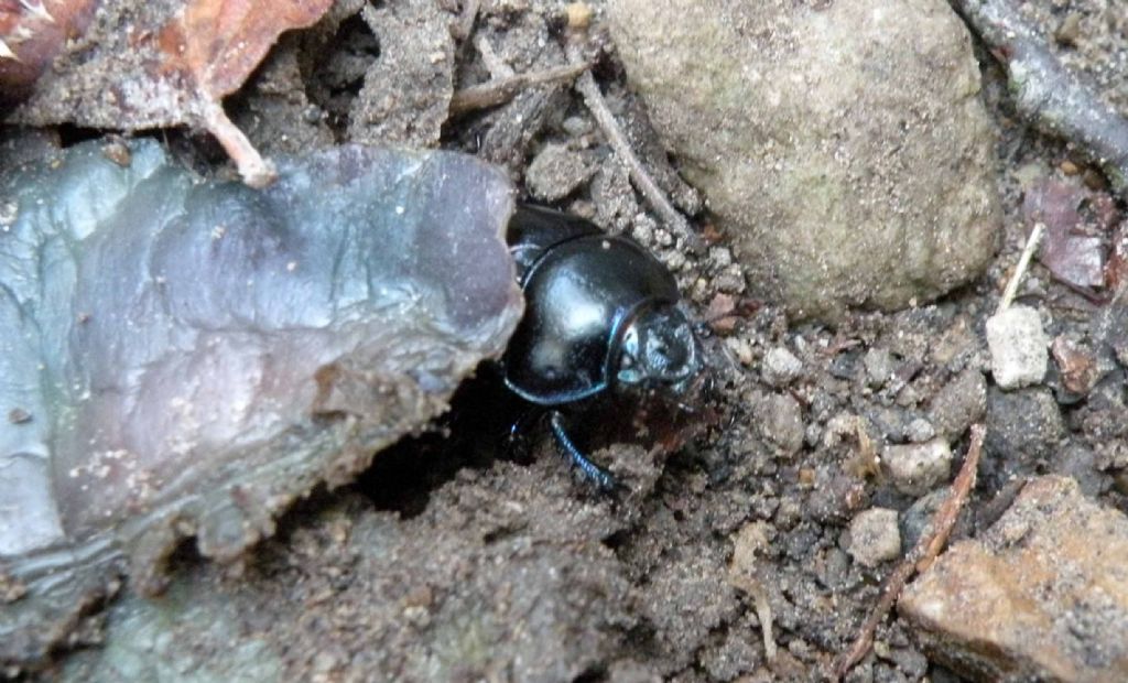 Geotrupidae: Anoplotrupes stercorosus