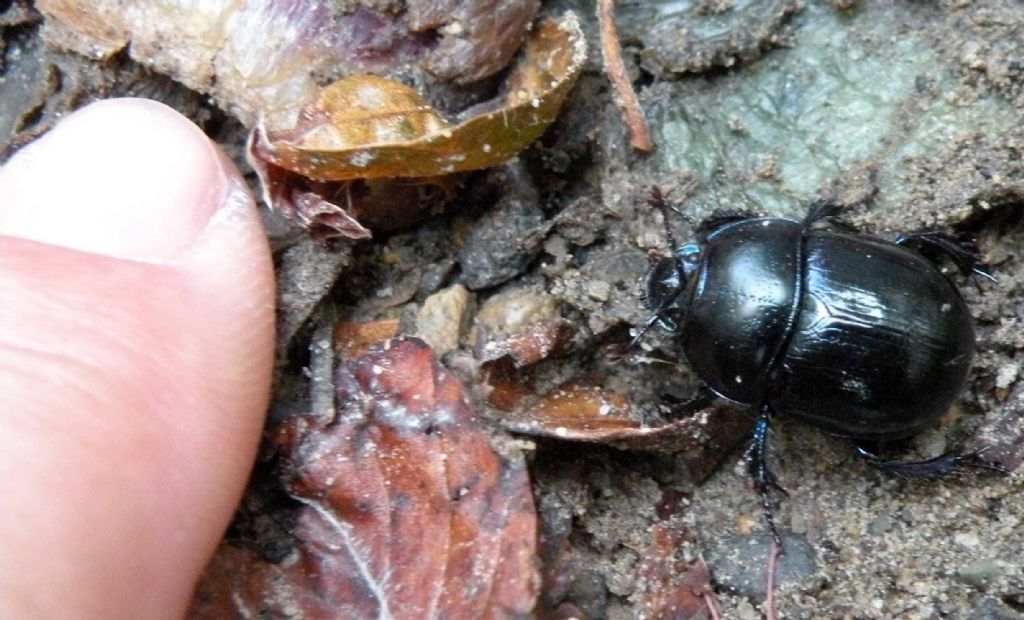 Geotrupidae: Anoplotrupes stercorosus