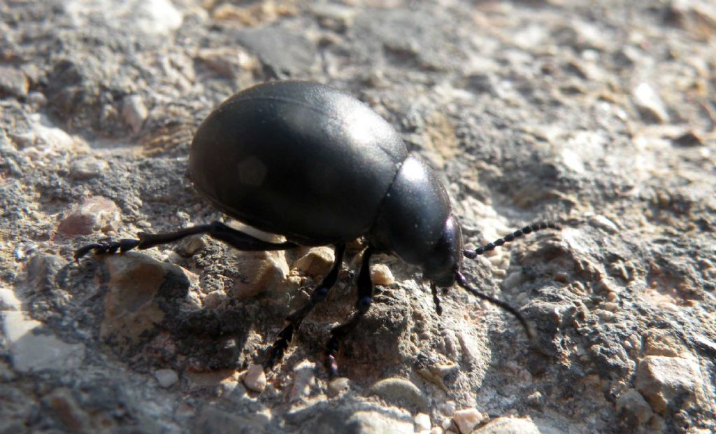 Chrysomelidae: femmina di Timarcha nicaeensis