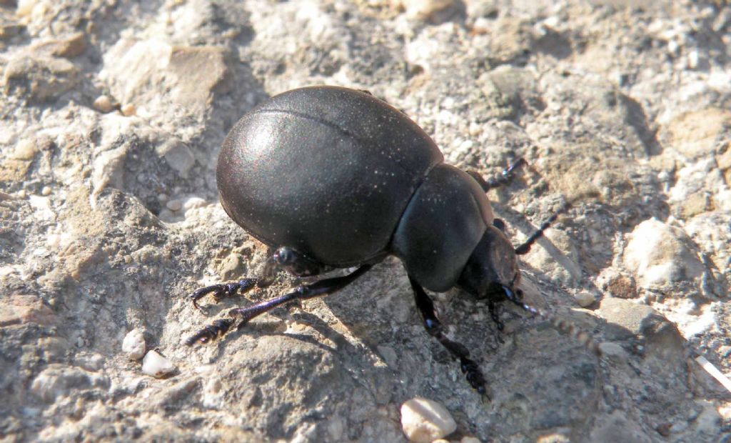 Chrysomelidae: femmina di Timarcha nicaeensis