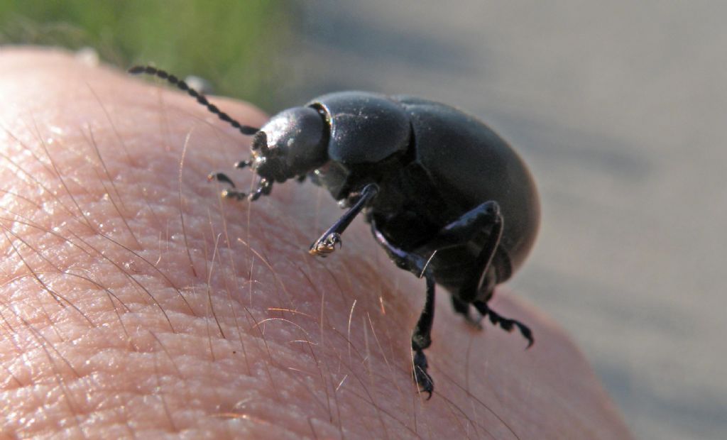 Chrysomelidae: femmina di Timarcha nicaeensis