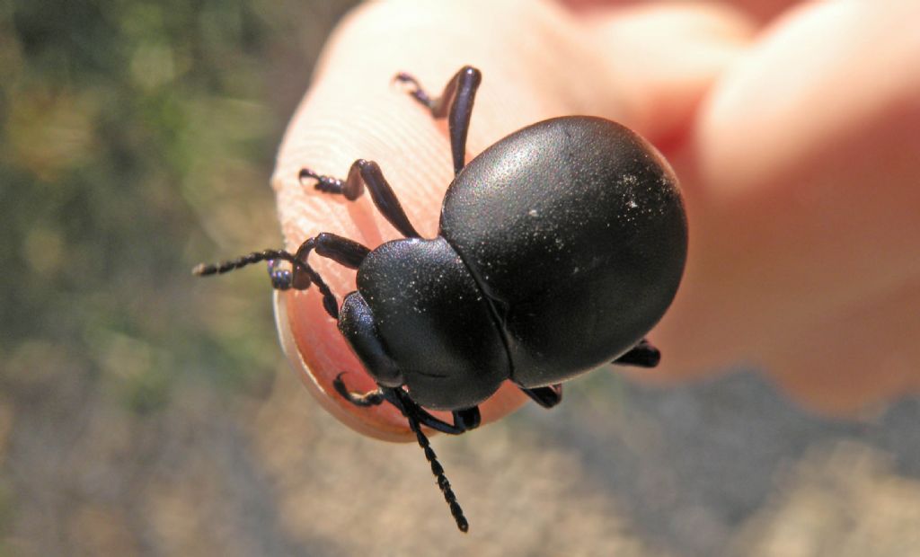 Chrysomelidae: femmina di Timarcha nicaeensis