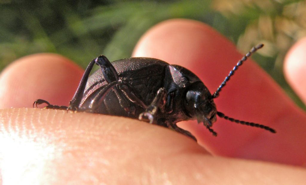 Chrysomelidae: femmina di Timarcha nicaeensis