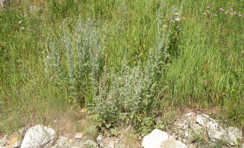 Artemisia absinthium?
