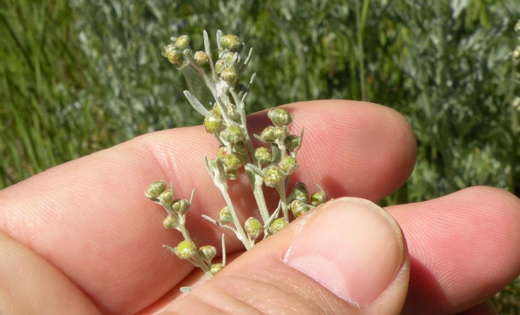 Artemisia absinthium?