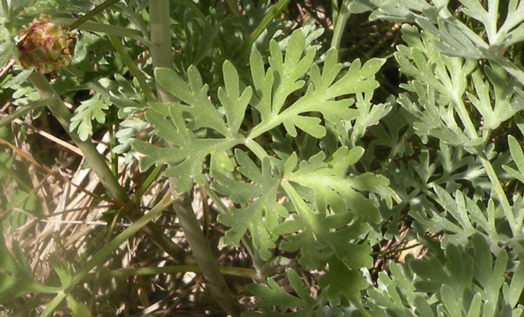 Artemisia absinthium?