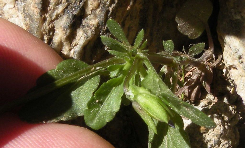 Viola dalla Val d''Aosta