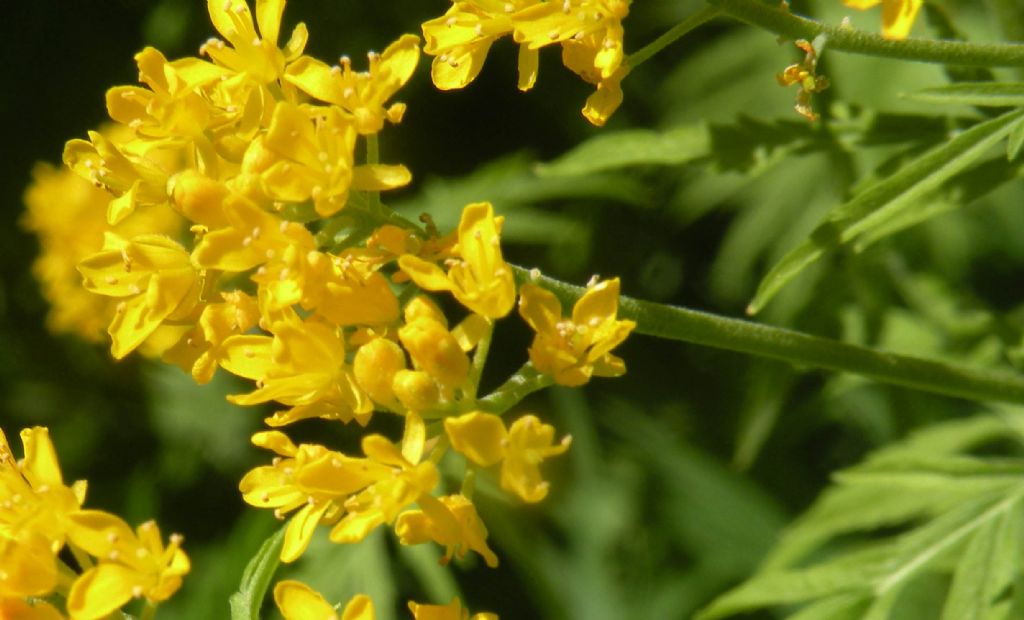 Descurainia tanacetifolia?  S� !