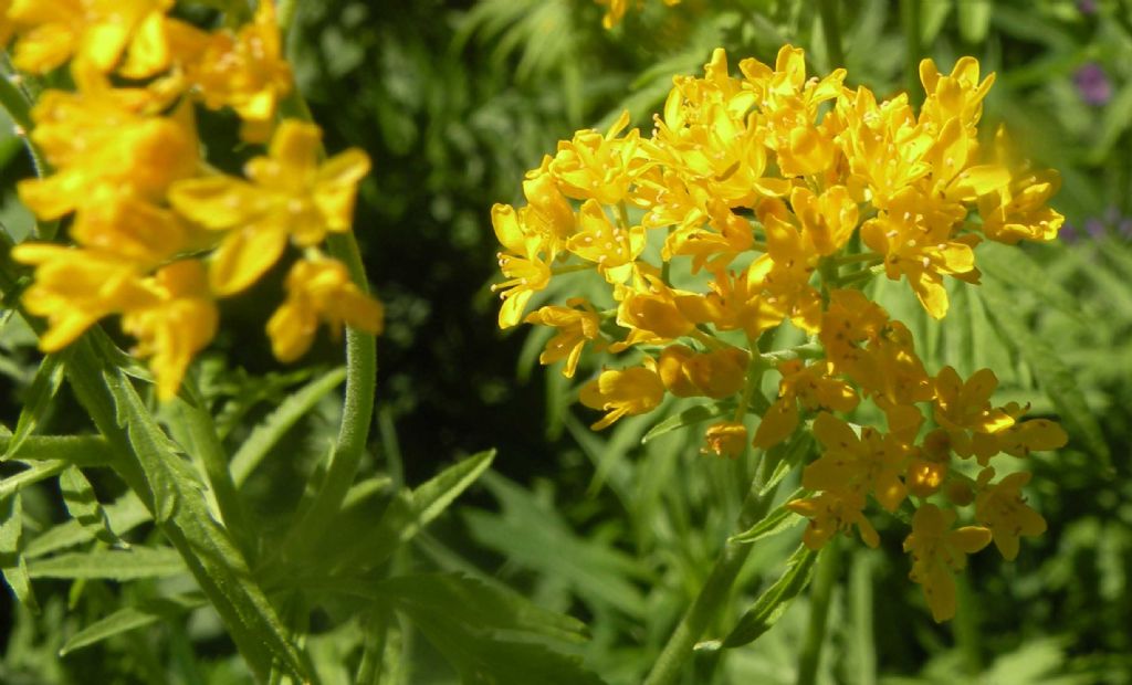 Descurainia tanacetifolia?  S� !