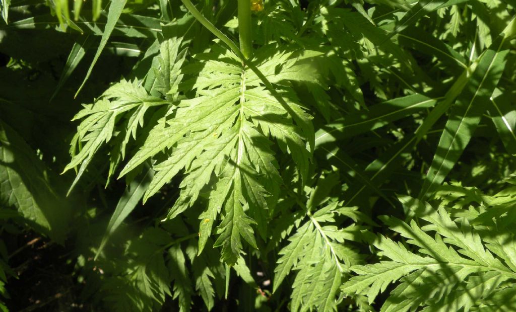 Descurainia tanacetifolia?  S� !