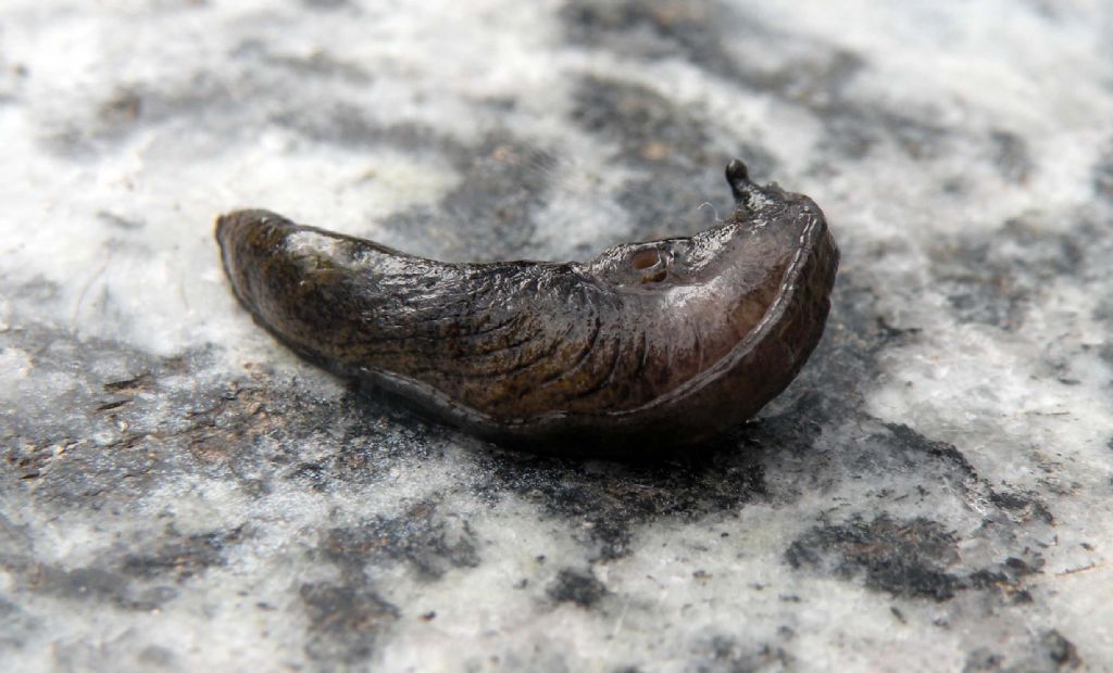 Milacidae: forse Milax nigricans?