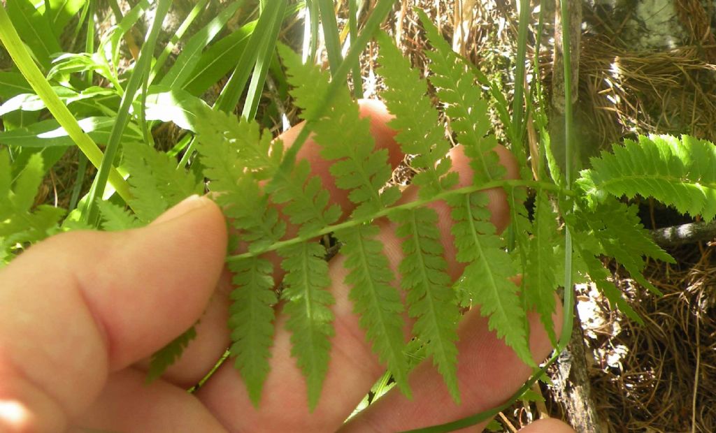 Gran Paradiso: Woodsiaceae...