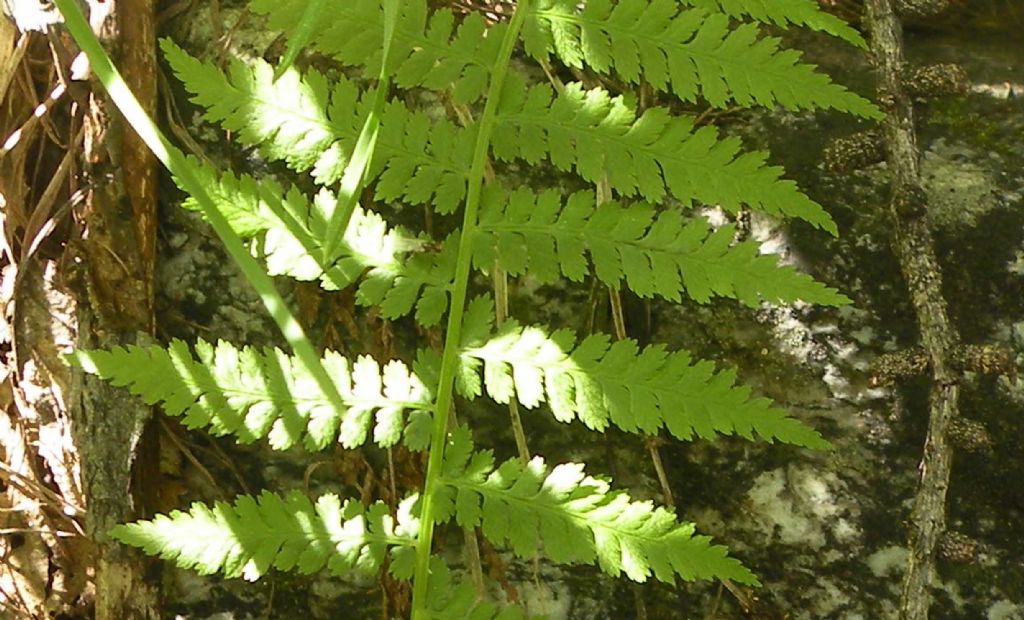 Gran Paradiso: Woodsiaceae...