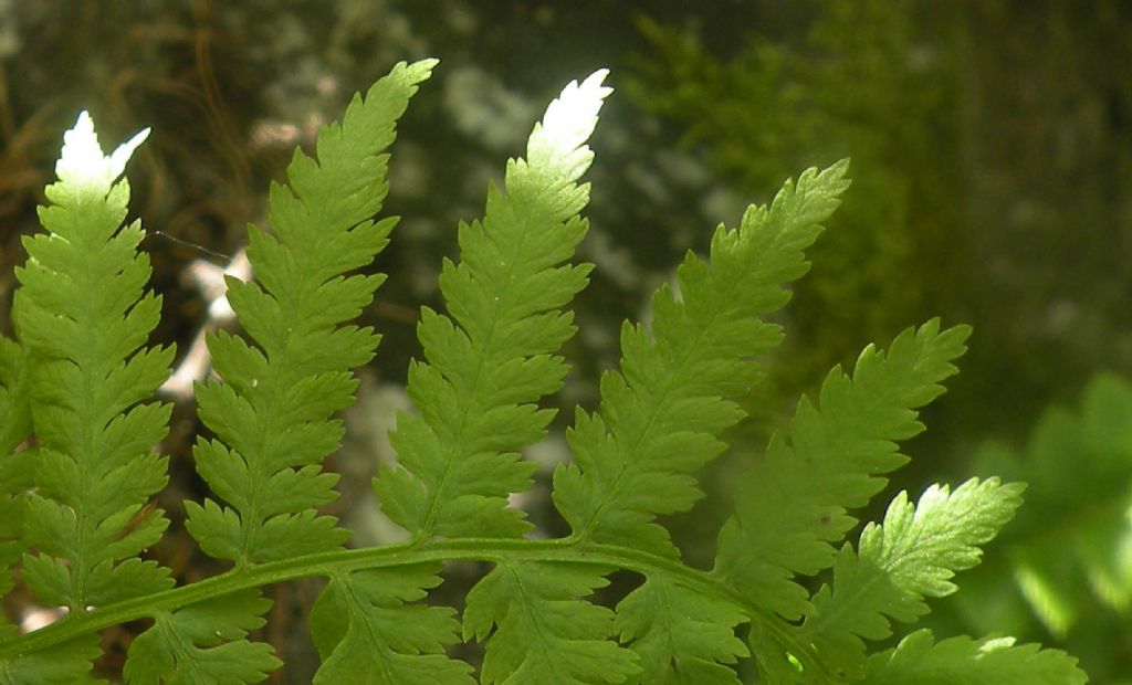 Gran Paradiso: Woodsiaceae...
