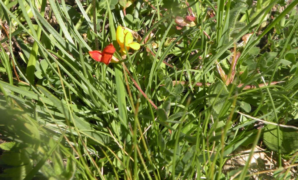 Lotus corniculatus bicolore