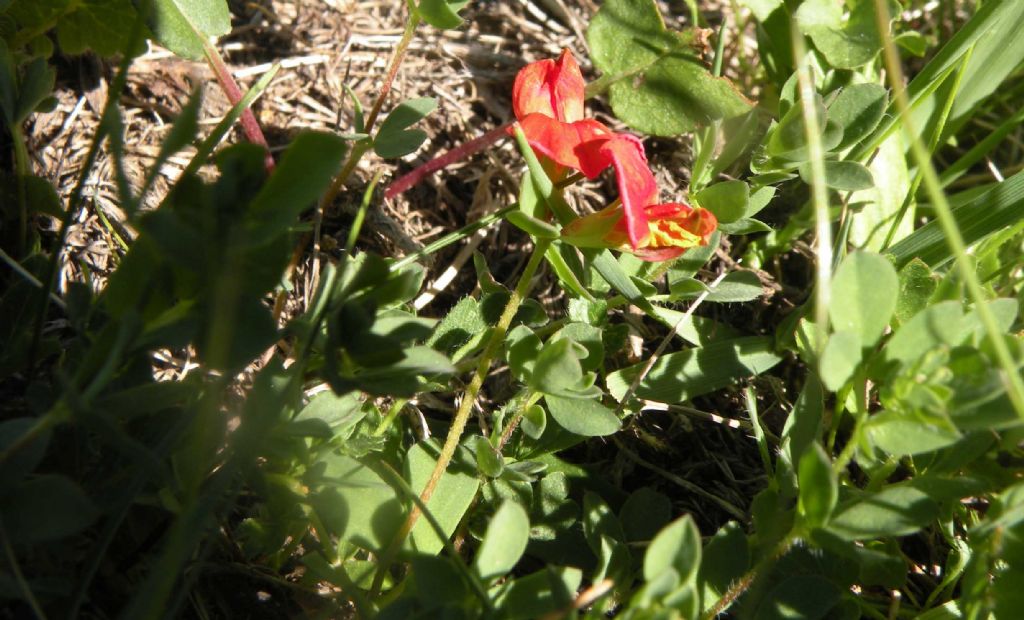 Lotus corniculatus bicolore