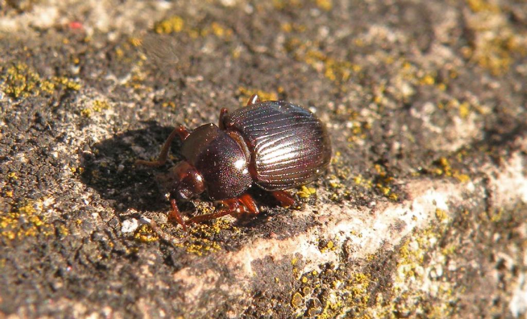 Fresco di ieri...: Tenebrionidae: Nalassus sp.