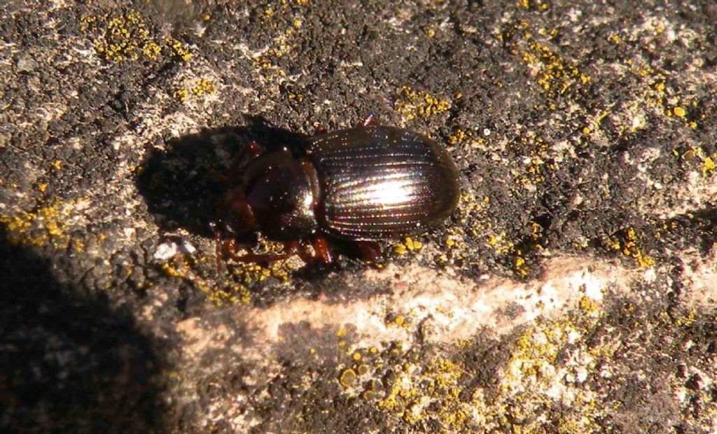 Fresco di ieri...: Tenebrionidae: Nalassus sp.