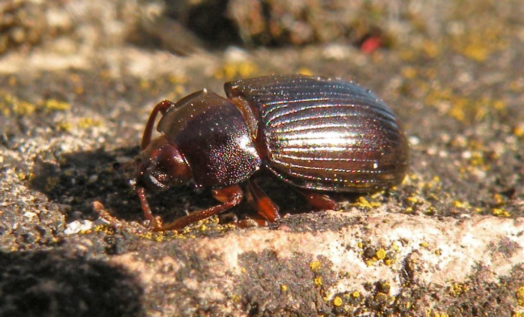 Fresco di ieri...: Tenebrionidae: Nalassus sp.