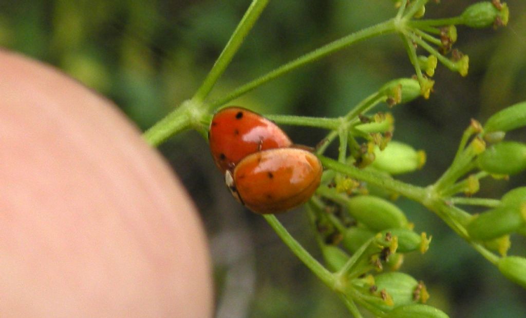 Coccinelle sbiadite: Harmonia axyridis