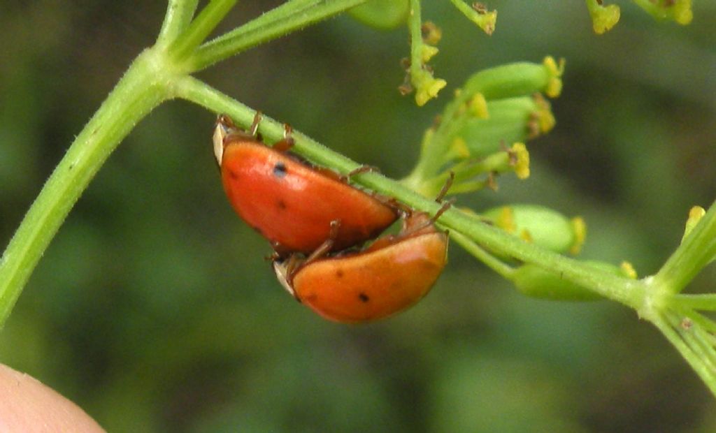 Coccinelle sbiadite: Harmonia axyridis