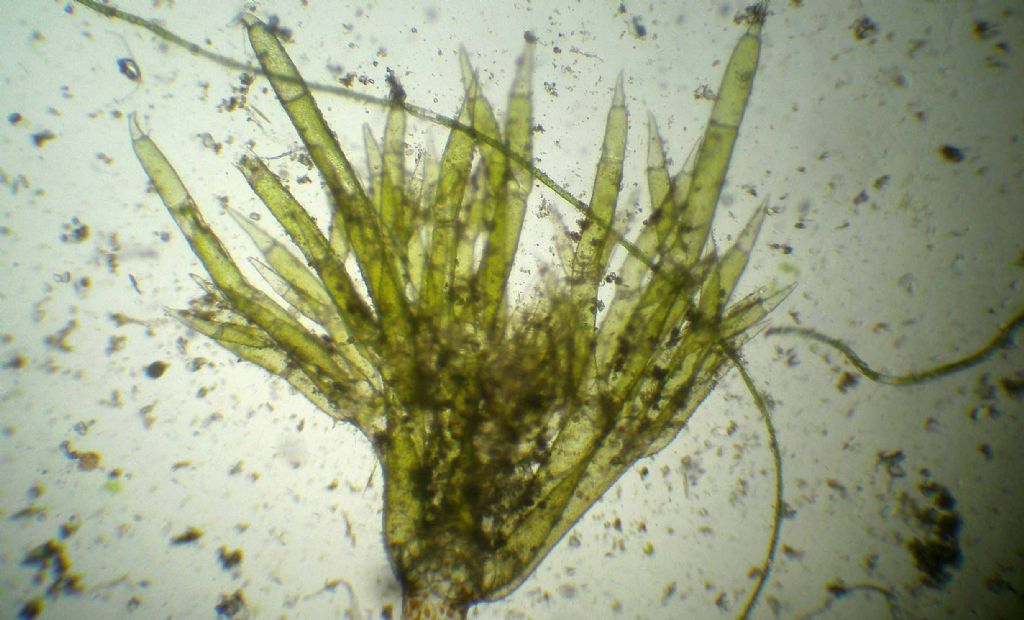 Nitella gracilis... forse...