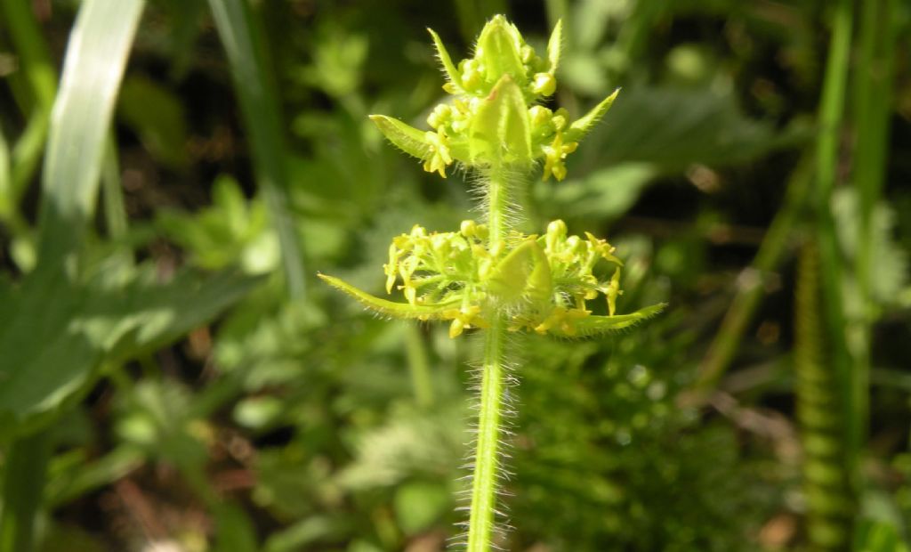 ... glabra o non glabra?  Cruciata laevipes