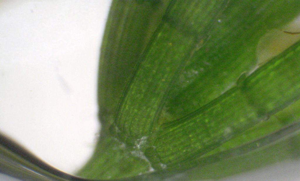 Verosimile Chara globularis - messaggio interdisciplinare